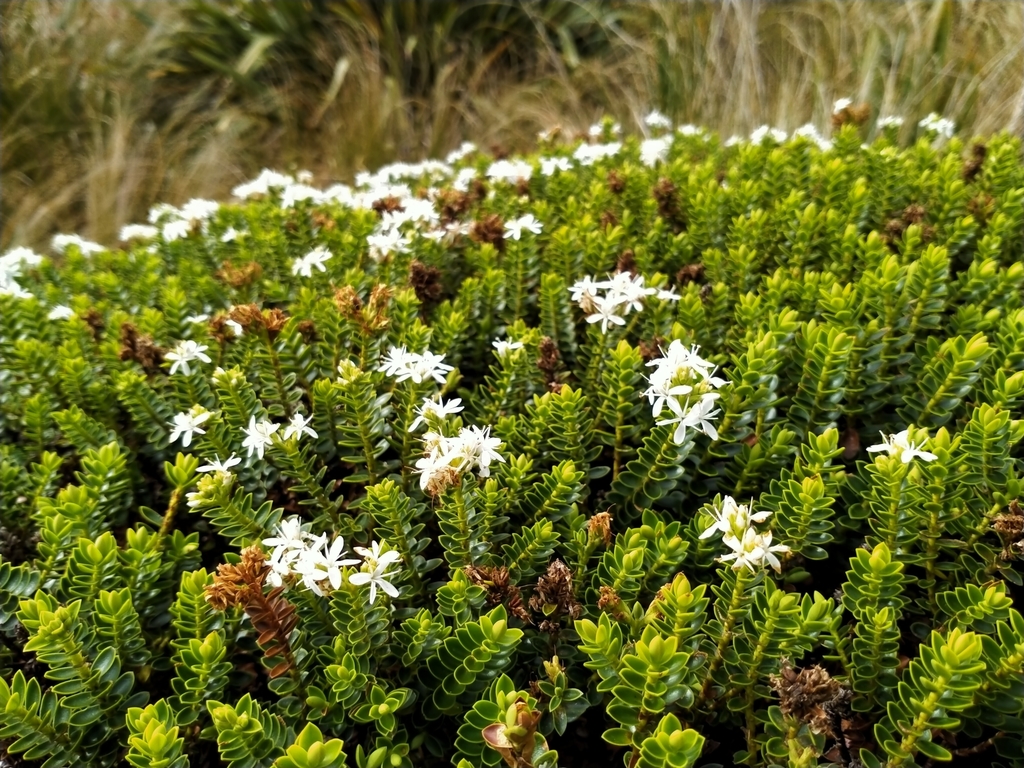 Boxleaf Hebe from Otago 9010, New Zealand on March 23, 2021 at 01:28 PM