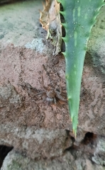 Polybetes trifoveatus