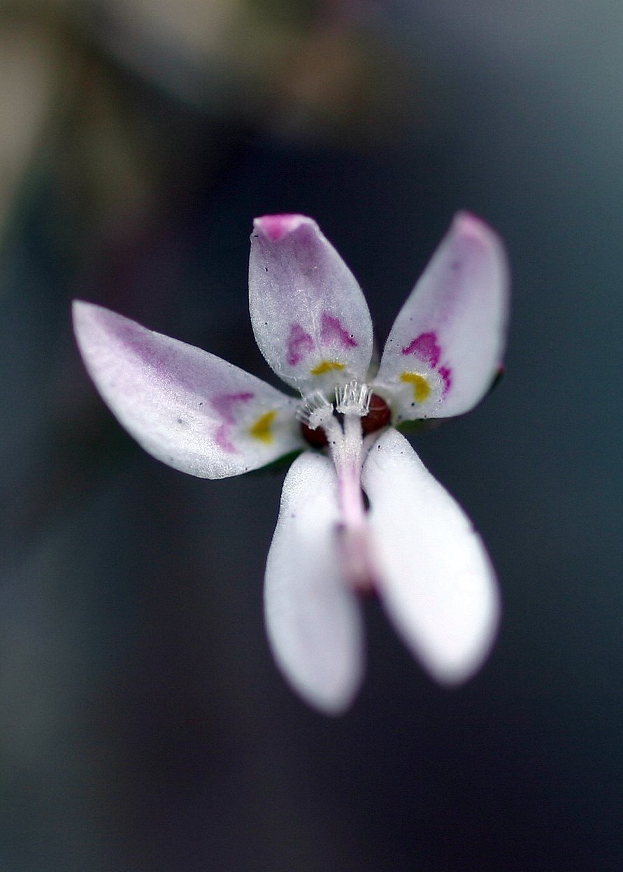 Nemacladus montanus