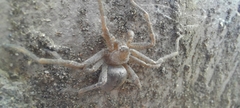 Polybetes trifoveatus
