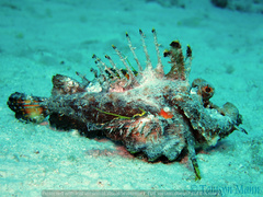 Inimicus filamentosus