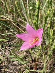 Zephyranthes estensis