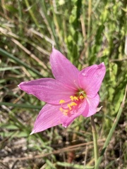 Zephyranthes estensis