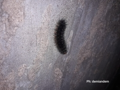 Lepidoptera