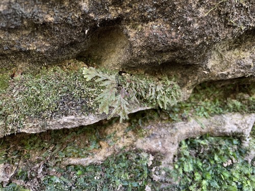 gorge filmy fern (Hymenophyllum tayloriae)