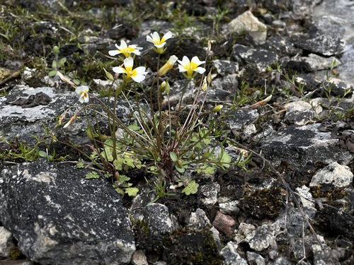 Image of Leavenworthia crassa by (c) Noah Yawn, some rights reserved (CC BY)