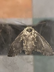 Ceratomia undulosa