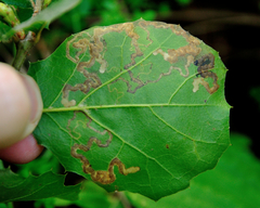 Stigmella variella