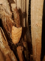 Pyreferra hesperidago