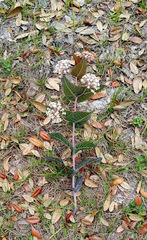 Asclepias humistrata image