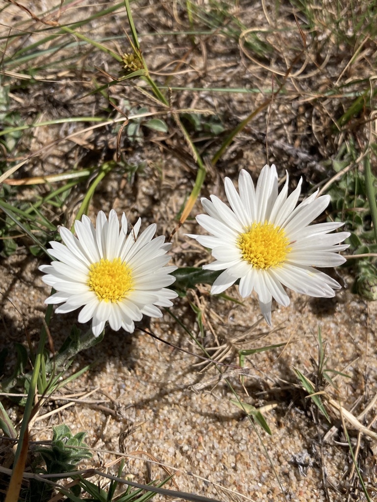 Noticastrum malmei
