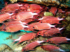 Sargocentron diadema