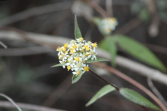 Alloispermum integrifolium