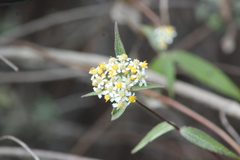 Alloispermum integrifolium