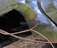 Teinobasis rufithorax