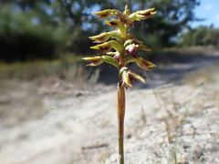 Genoplesium ciliatum