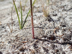 Genoplesium ciliatum