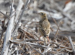 Anthus spragueii