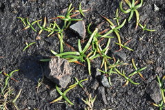 Plagiobothrys scouleri