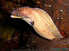 Gymnothorax nudivomer