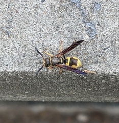 Ancistrocerus lineativentris
