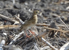 Anthus spragueii