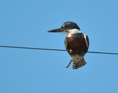 Megaceryle torquata stellata