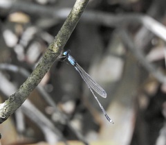 Indolestes tenuissimus