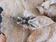 Psaphida thaxterianus