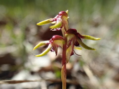 Genoplesium ciliatum