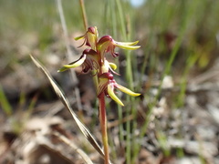 Genoplesium ciliatum
