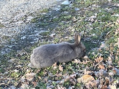 Oryctolagus cuniculus