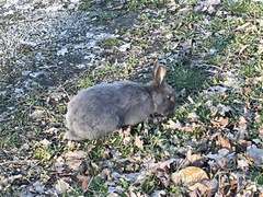 Oryctolagus cuniculus