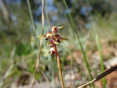 Genoplesium ciliatum
