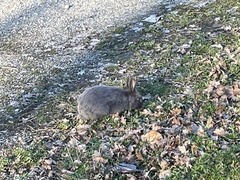 Oryctolagus cuniculus