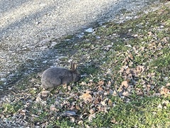 Oryctolagus cuniculus