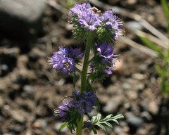 Phacelia franklinii