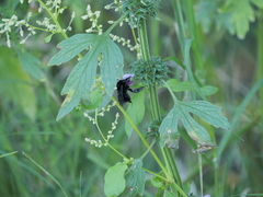 Bombus pauloensis