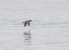 Pelecanoides magellani