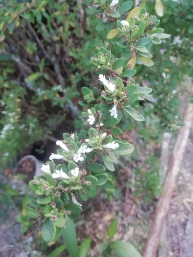 planta de menta jamaicana