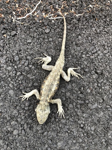 iNaturalist observation photo of Desert Spiny Lizard