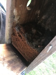 Sitta carolinensis