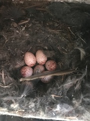 Sitta carolinensis