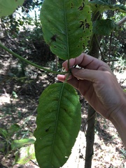 Vincetoxicum polyanthum