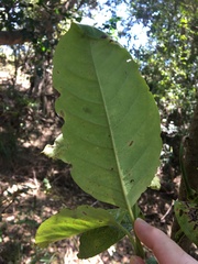 Vincetoxicum polyanthum