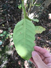 Vincetoxicum polyanthum