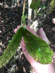 Vincetoxicum polyanthum