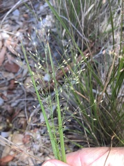 Panicum effusum