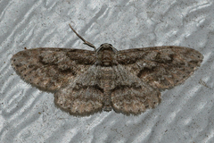 Iridopsis pergracilis