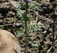 Phacelia franklinii